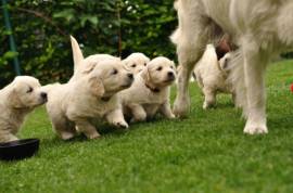 Cuccioli Di Golden Retriever Maschili E Femminili