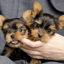 Bellissimi cuccioli di Yorkshire