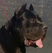 Cane corso Cuccioli da Allev Riconosciuto Enci TEL 3470263682 