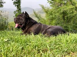 Cane corso Cuccioli da Allev Riconosciuto Enci TEL 3470263682 