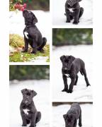 Cane corso Cuccioli da Allev Riconosciuto Enci TEL 3470263682 