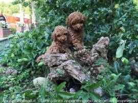 cucciolo barboncino toy red da allevamento o da privato molto serio