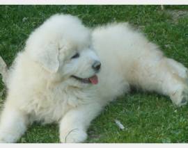 Vendita cucciolo cucciolo maschio pastore abruzzese maremmano