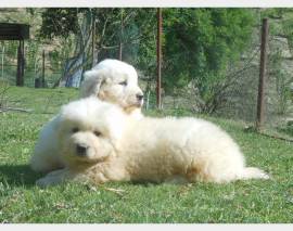 Vendita cucciolo cucciolo maschio pastore abruzzese maremmano