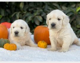 Vendita cucciolo cuccioli golden linea chiara inglese