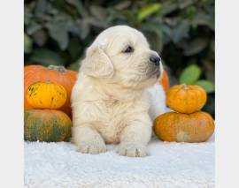 Vendita cucciolo cuccioli golden linea chiara inglese