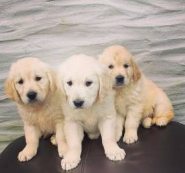 CUCCIOLI DI GOLDEN RETRIEVER