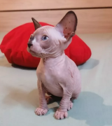 Bellissime Cuccioli Sphynx