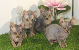 Gattini di Canadian Sphynx