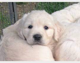 CUCCIOLI GOLDEN RETRIEVER