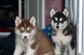 ALASKAN MALAMUTE CUCCIOLI