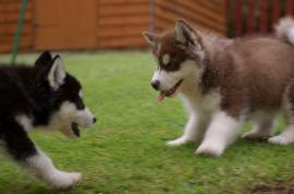 ALASKAN MALAMUTE CUCCIOLI