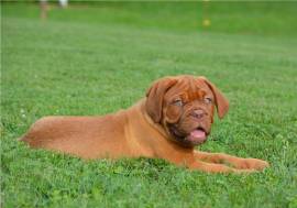 CUCCIOLI DOGUE DE BORDEAUX 