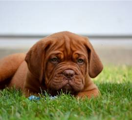 CUCCIOLI DOGUE DE BORDEAUX 