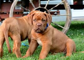 CUCCIOLI DOGUE DE BORDEAUX 