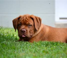 CUCCIOLI DOGUE DE BORDEAUX 