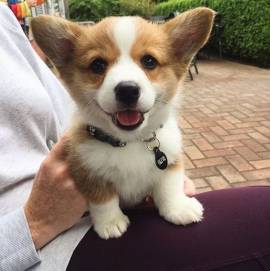 CUCCIOLI WELSH CORGI PEMBROKE