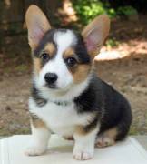 CUCCIOLI WELSH CORGI PEMBROKE