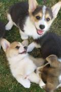 CUCCIOLI WELSH CORGI PEMBROKE