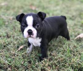 CUCCIOLI BOSTON TERRIER CON IL PEDIGREE