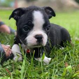 CUCCIOLI BOSTON TERRIER CON IL PEDIGREE