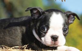 CUCCIOLI BOSTON TERRIER CON IL PEDIGREE