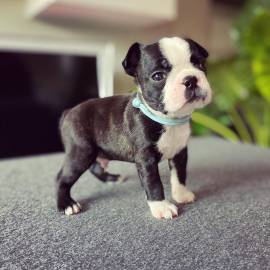 CUCCIOLI BOSTON TERRIER CON IL PEDIGREE