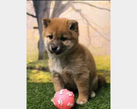 CUCCIOLI DI SHIBA INU