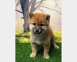 CUCCIOLI DI SHIBA INU