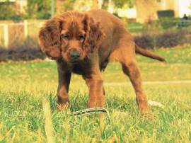 cuccioli di setter irlandese