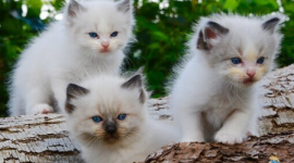 Stupendi Gattini Ragdoll 