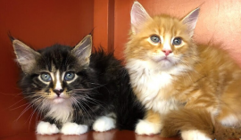 Splendido Cuccioli Maine coon 