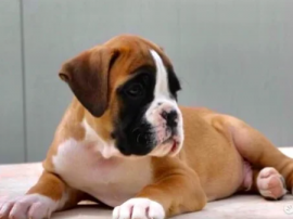 Cuccioli Boxer