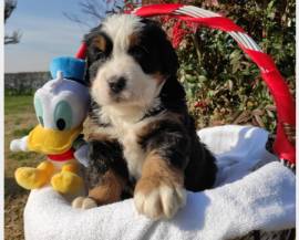 CUCCIOLI DI BOVARO DEL BERNESE - PEDIGREE ENCI