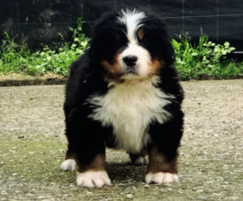 Disponibili cuccioli BOVARO DEL BERNESE