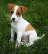 Cuccioli di jack Russell con Pedigree