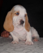 Meravigliosi Cuccioli di Bassethound