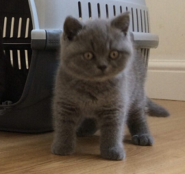 Gattini British Shorthair