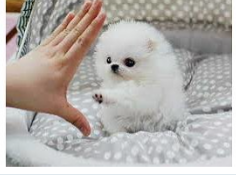 Cuccioli di Volpino di Pomerania