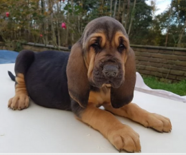 Disponibili cuccioli bloodhound