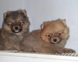 Cuccioli Spitz Tedesco Nano