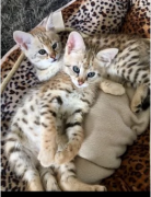 Gattini di Savannah due maschi ed una femmina