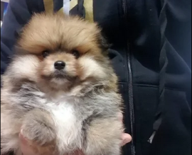 meraviglioso Cuccioli di Spitz di Pomerania