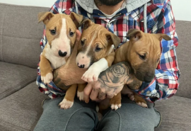 Splendidi cuccioli di Bull terrier