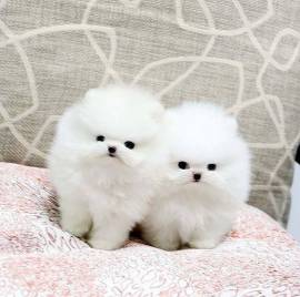 cuccioli volpini di pomerania