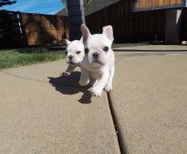  Vendita cucciolo bellissimi cuccioli di bulldog francese