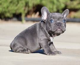 bouledogue - bulldog francese bianchi e neri cuccioli