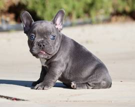 bouledogue - bulldog francese bianchi e neri cuccioli