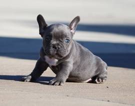 bouledogue - bulldog francese bianchi e neri cuccioli