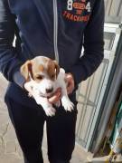 2 splendide cucciole Jack Russel